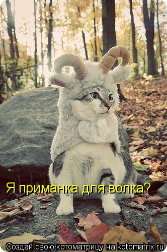 Я приманка для волка?... Котоматрица: Я приманка для волка?