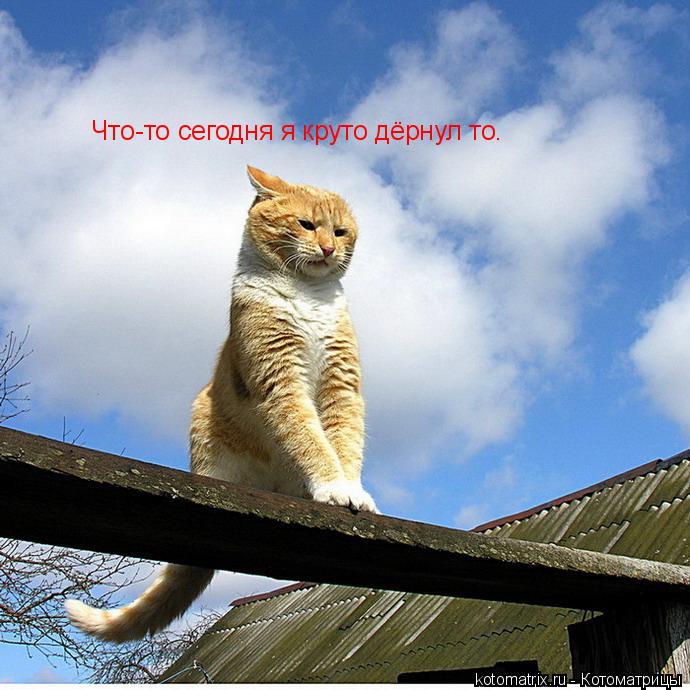 Что-то сегодня я круто дёрнул то.... Котоматрица: Что-то сегодня я круто дёрнул то.