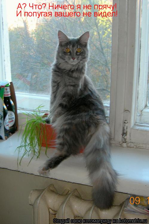 А? Что? Ничего я не прячу! И попугая вашего не видел!... Котоматрица: А? Что? Ничего я не прячу! И попугая вашего не видел!