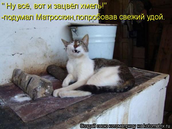 Котоматрица: -подумал Матроскин,попробовав свежий удой. " Ну всё, вот и зацвёл хмель!"
