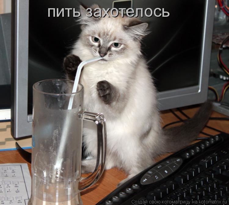 пить захотелось... Котоматрица: пить захотелось
