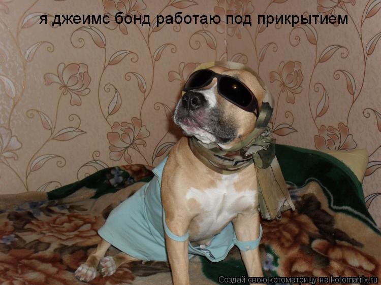 я джеимс бонд работаю под прикрытием... Котоматрица: я джеимс бонд работаю под прикрытием