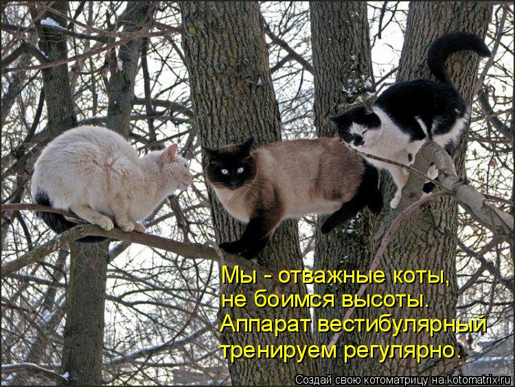 Мы - отважные коты, не боимся высоты. Аппарат вестибулярный тренируем регулярно.... Котоматрица: Мы - отважные коты, не боимся высоты. Аппарат вестибулярный тренируем регулярно.