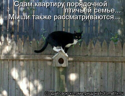 Котоматрица: Сдам квартиру порядочной  птичьей семье... Мыши также рассматриваются...