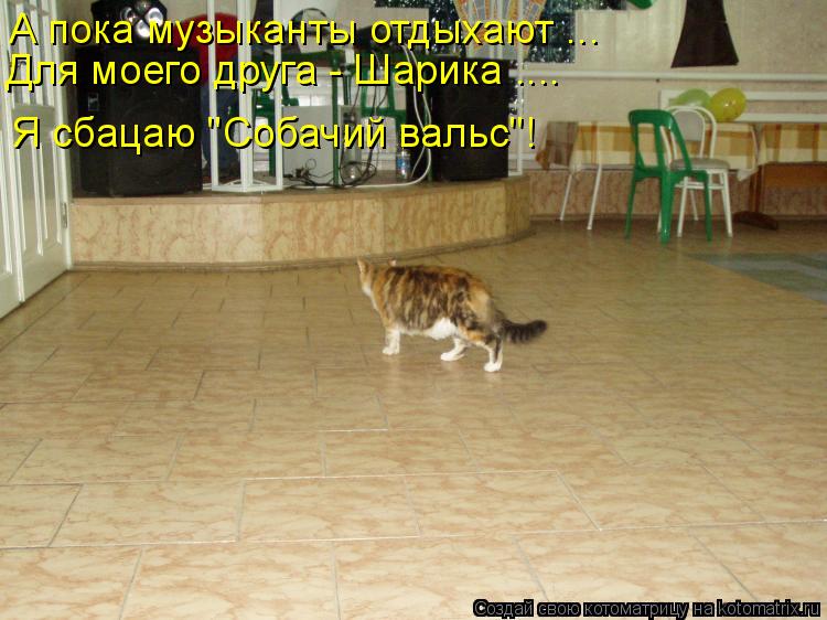 А пока музыканты отдыхают ... Для моего друга - Шарика .... Я сбацаю "Собачий вальс"!... Котоматрица: А пока музыканты отдыхают ... Для моего друга - Шарика .... Я сбацаю "Собачий вальс"!