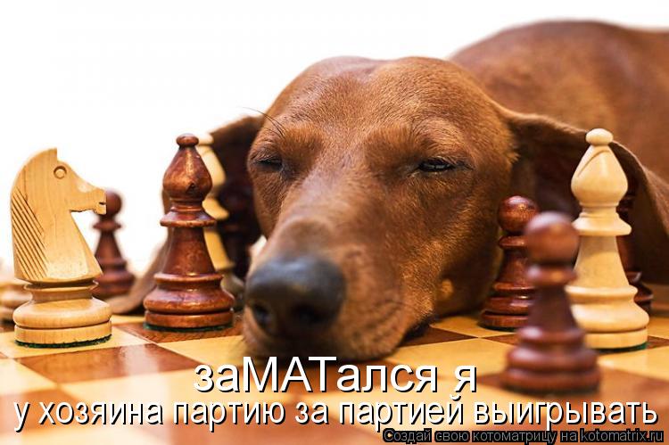заМАТался я у хозяина партию за партией выигрывать... Котоматрица: заМАТался я у хозяина партию за партией выигрывать