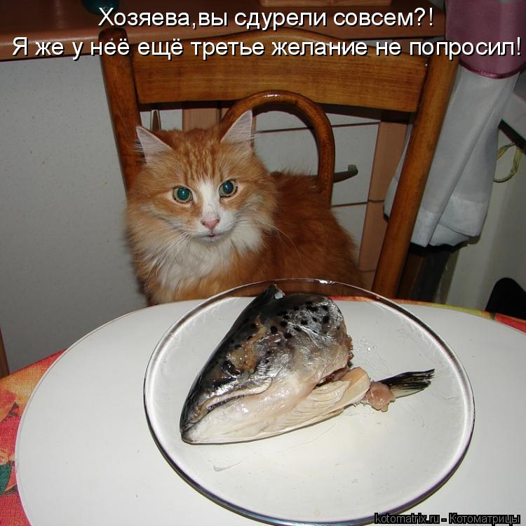 Котоматрица: Хозяева,вы сдурели совсем?! Я же у неё ещё третье желание не попросил!