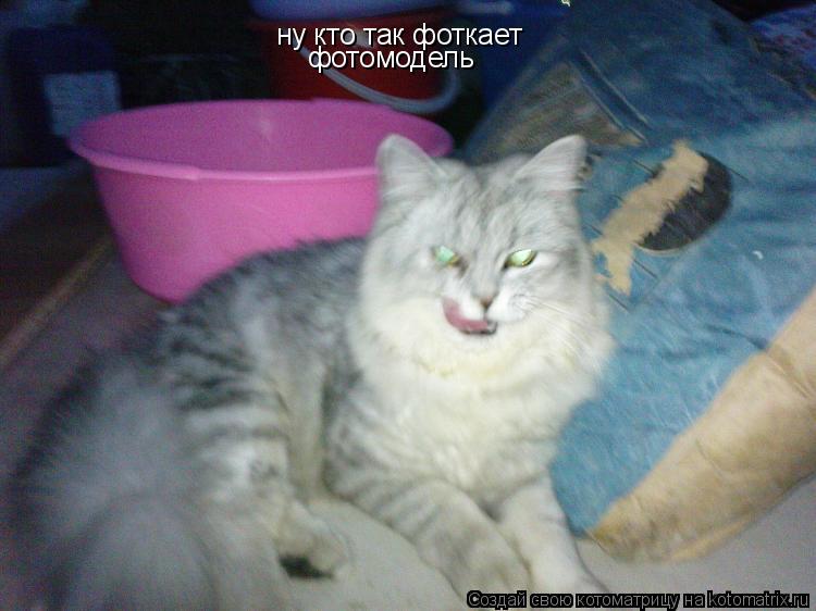 ну кто так фоткает фотомодель... Котоматрица: ну кто так фоткает фотомодель