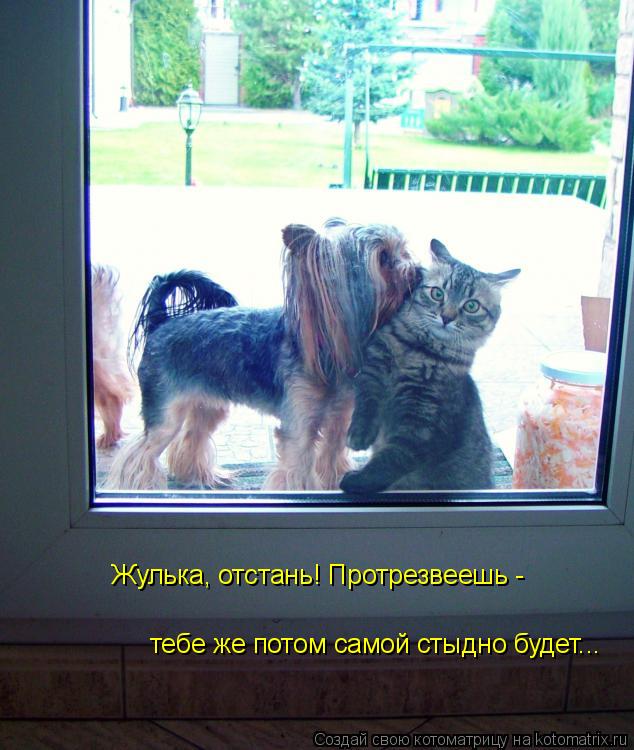 Жулька, отстань! Протрезвеешь - тебе же потом самой стыдно будет...... Котоматрица: Жулька, отстань! Протрезвеешь - тебе же потом самой стыдно будет...
