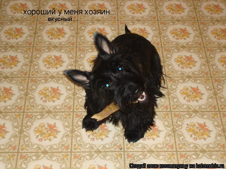 Котоматрица: хороший у меня хозяин... вкусный...