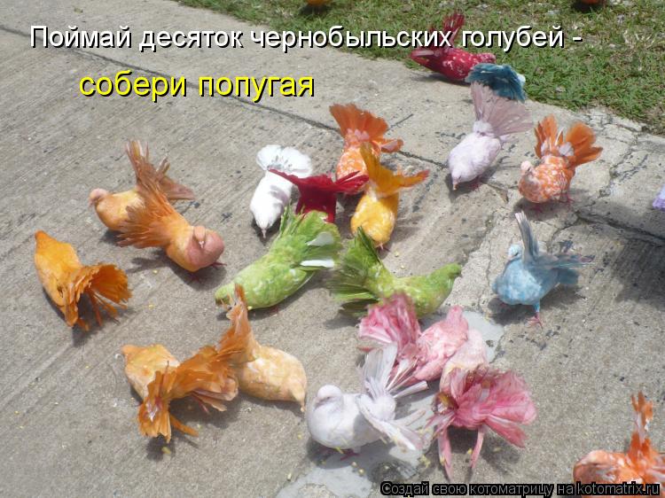 Котоматрица: Поймай десяток чернобыльских голубей -  собери попугая