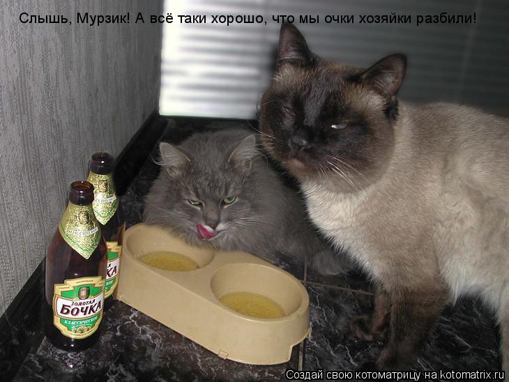 Слышь, Мурзик! А всё таки хорошо, что мы очки хозяйки разбили!... Котоматрица: Слышь, Мурзик! А всё таки хорошо, что мы очки хозяйки разбили!