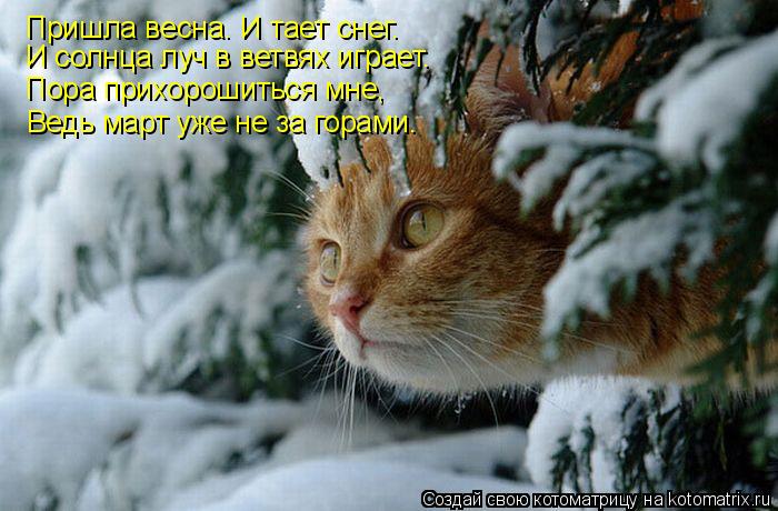 Пришла весна. И тает снег. И солнца луч в ветвях играет. Пора прихорошиться мне, Ведь март уже не за ... Котоматрица: Пришла весна. И тает снег. И солнца луч в ветвях играет. Пора прихорошиться мне, Ведь март уже не за горами.