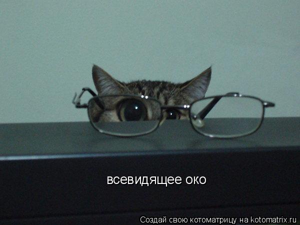 Котоматрица: всевидящее око