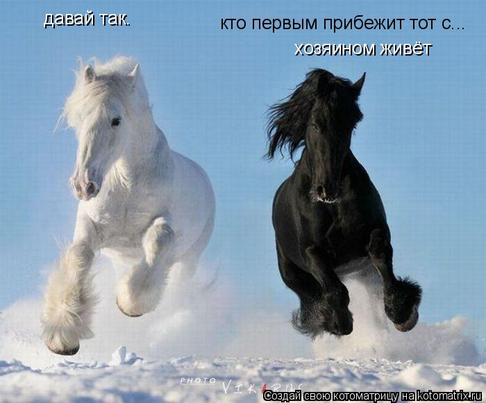 давай так. кто первым прибежит тот с... хозяином живёт... Котоматрица: давай так. кто первым прибежит тот с... хозяином живёт