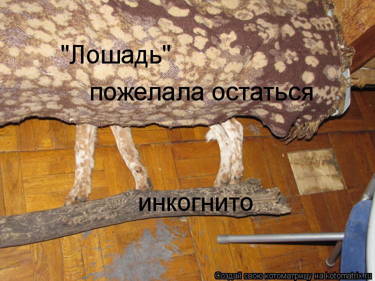 пожелала остаться "Лошадь" инкогнито... Котоматрица: пожелала остаться "Лошадь" инкогнито