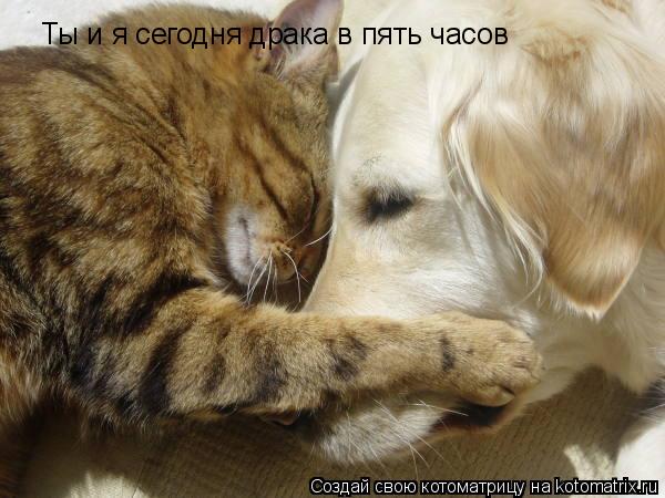 Ты и я сегодня драка в пять часов... Котоматрица: Ты и я сегодня драка в пять часов