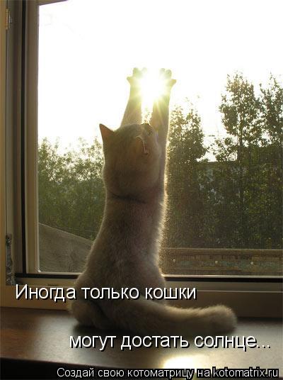 Котоматрица: Иногда только кошки могут достать солнце...