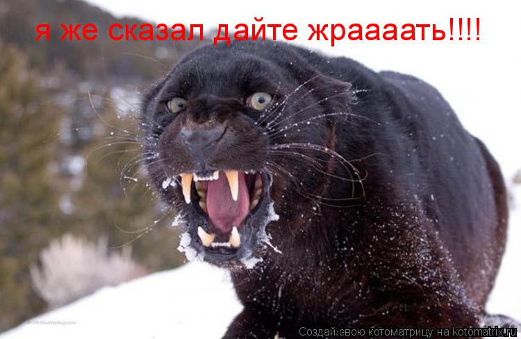 Котоматрица: я же сказал дайте жраааать!!!!