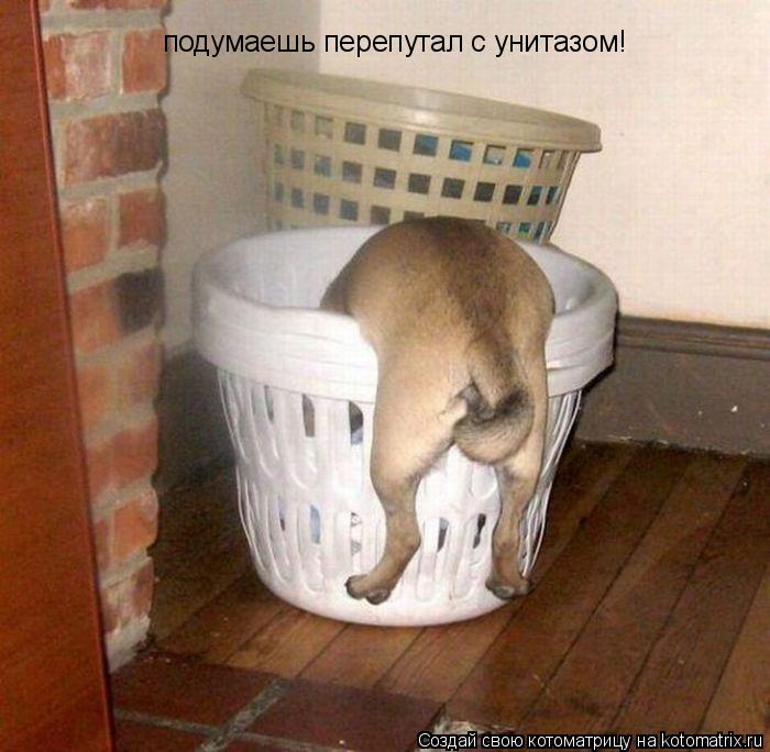 Котоматрица: подумаешь перепутал с унитазом!