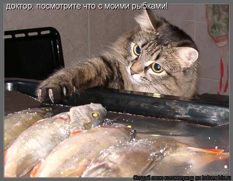 Котоматрица: доктор, посмотрите что с моими рыбками!
