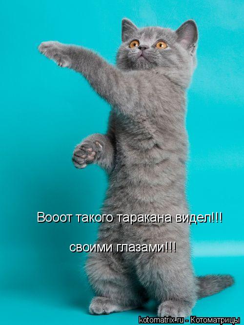 Вооот такого таракана видел!!! своими глазами!!!... Котоматрица: Вооот такого таракана видел!!! своими глазами!!!
