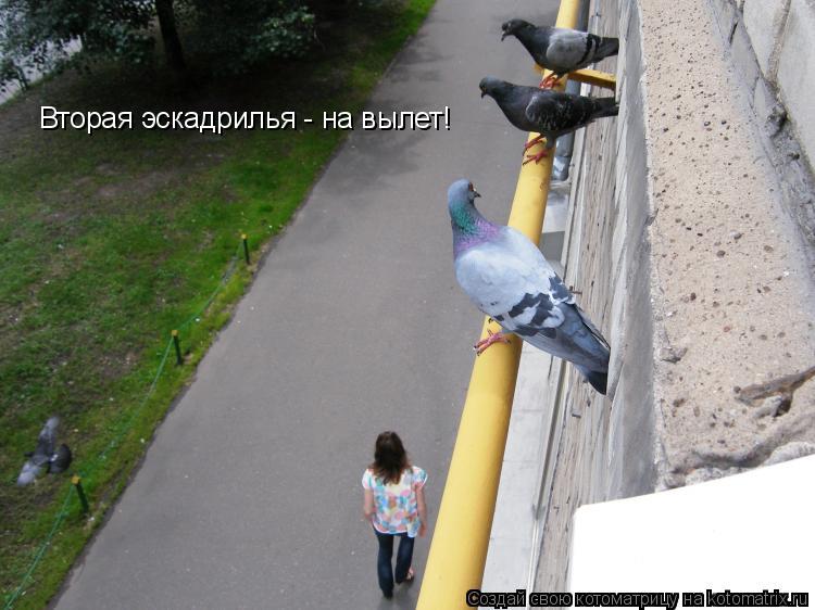 Вторая эскадрилья - на вылет!... Котоматрица: Вторая эскадрилья - на вылет!