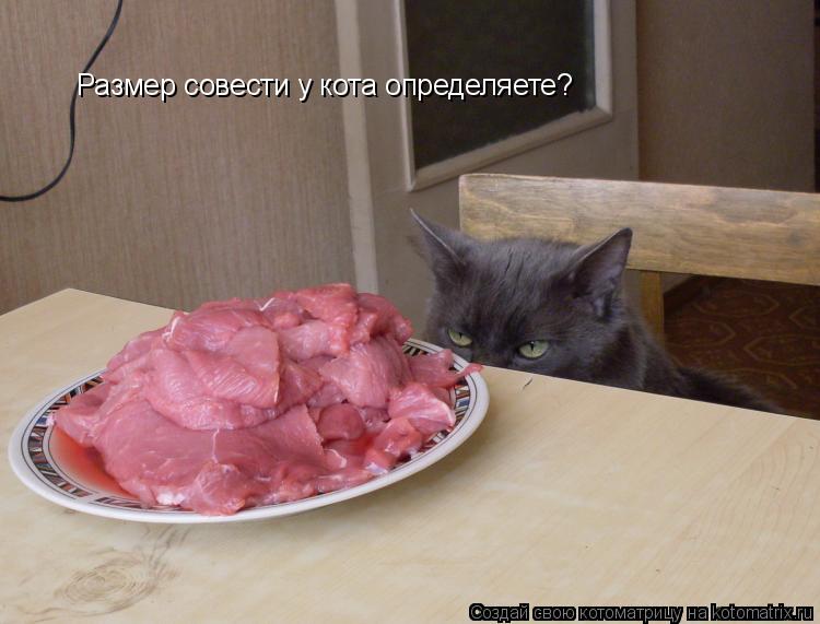 Размер совести у кота определяете?... Котоматрица: Размер совести у кота определяете?