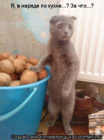Я, в наряде по кухне...? За что...?... Котоматрица: Я, в наряде по кухне...? За что...?