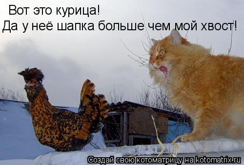 Вот это курица! Да у неё шапка больше чем мой хвост!... Котоматрица: Вот это курица! Да у неё шапка больше чем мой хвост!