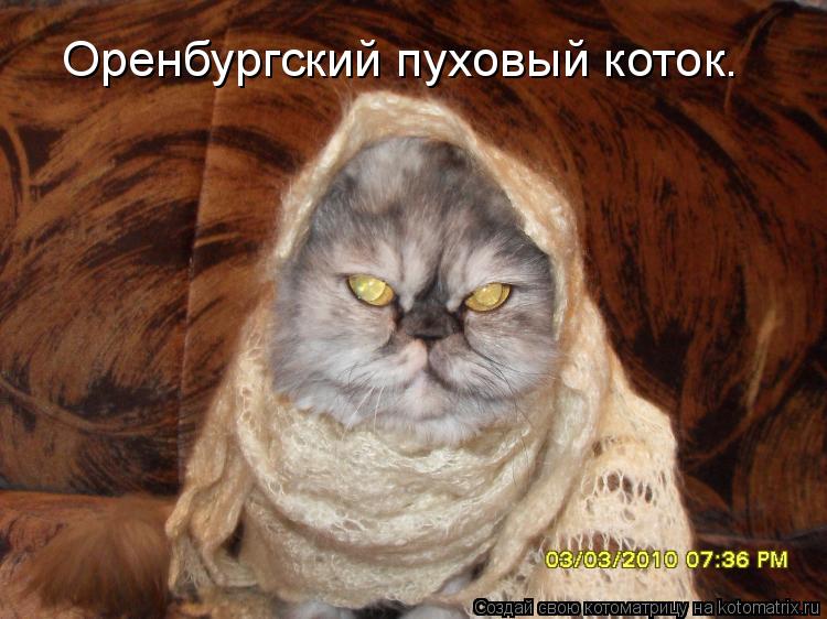 Котоматрица: Оренбургский пуховый коток.
