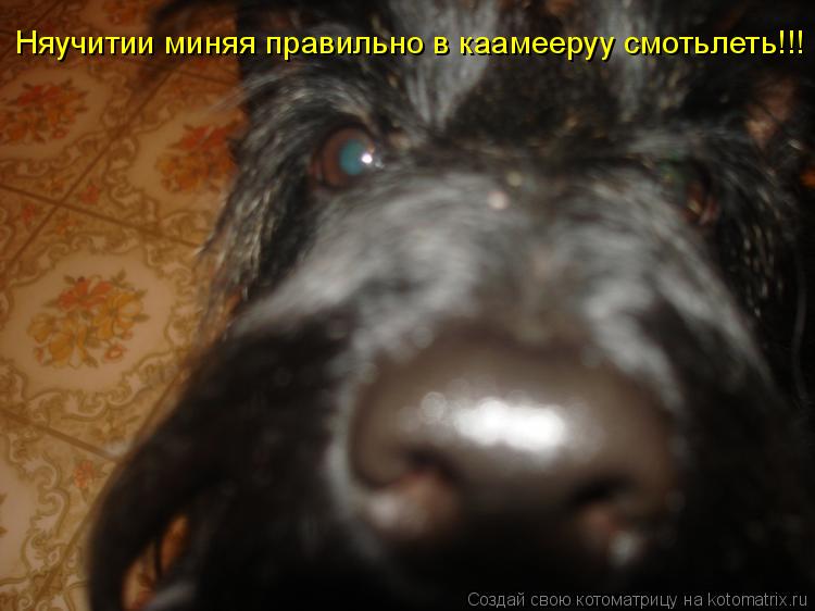 Котоматрица: Няучитии миняя правильно в каамееруу смотьлеть!!!