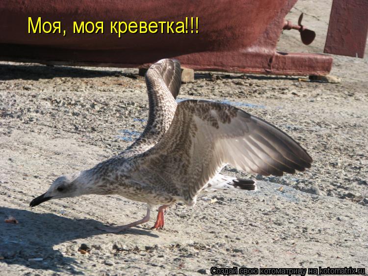 Моя, моя креветка!!!... Котоматрица: Моя, моя креветка!!!