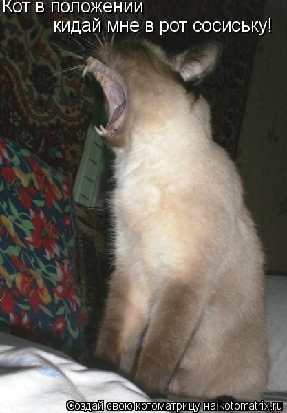 Котоматрица: Кот в положении кидай мне в рот сосиську!
