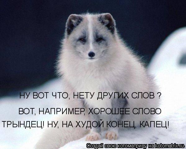 Котоматрица: ВОТ, НАПРИМЕР, ХОРОШЕЕ СЛОВО НУ ВОТ ЧТО, НЕТУ ДРУГИХ СЛОВ ? ТРЫНДЕЦ! НУ, НА ХУДОЙ КОНЕЦ, КАПЕЦ!