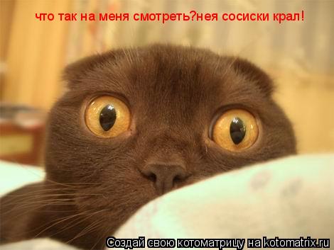 что так на меня смотреть?нея сосиски крал!... Котоматрица: что так на меня смотреть?нея сосиски крал!