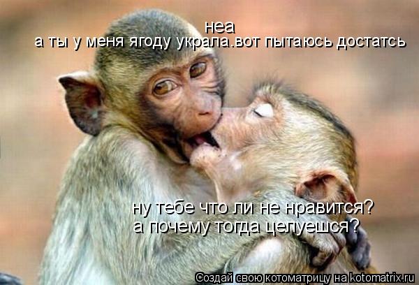 ну тебе что ли не нравится? неа а почему тогда целуешся? а ты у меня ягоду украла.вот пытаюсь достатс... Котоматрица: ну тебе что ли не нравится? неа а почему тогда целуешся? а ты у меня ягоду украла.вот пытаюсь достатсь