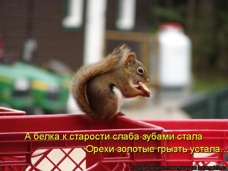 А белка к старости слаба зубами стала Орехи золотые грызть устала...... Котоматрица: А белка к старости слаба зубами стала Орехи золотые грызть устала...