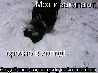 Мозги закипают, срочно в холод! срочно в холод!... Котоматрица: Мозги закипают, срочно в холод! срочно в холод!