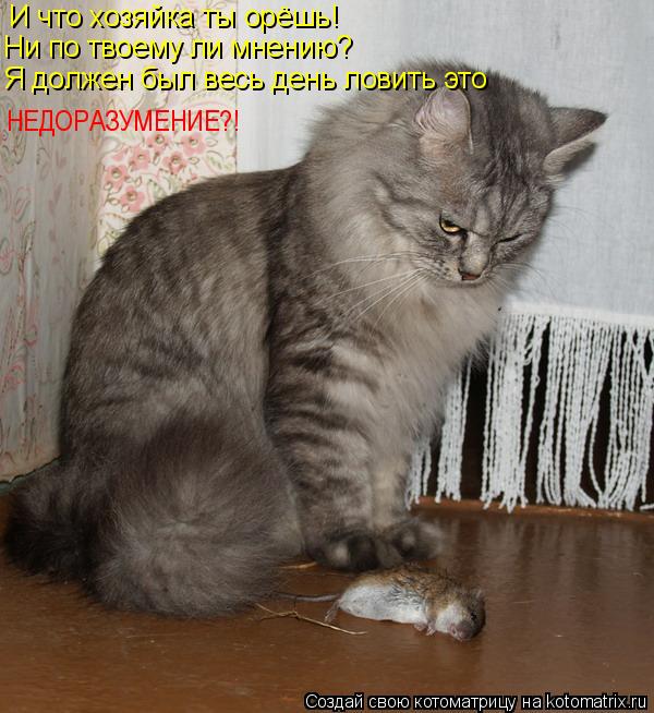 Котоматрица: И что хозяйка ты орёшь! Ни по твоему ли мнению? Я должен был весь день ловить это НЕДОРАЗУМЕНИЕ?!