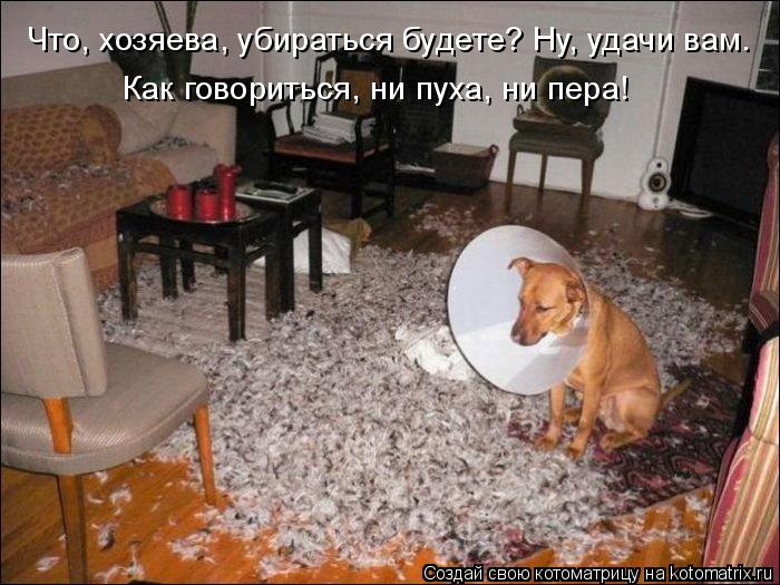 Что, хозяева, убираться будете? Ну, удачи вам. Как говориться, ни пуха, ни пера!... Котоматрица: Что, хозяева, убираться будете? Ну, удачи вам. Как говориться, ни пуха, ни пера!