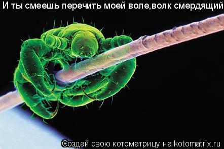 Котоматрица: И ты смеешь перечить моей воле,волк смердящий?
