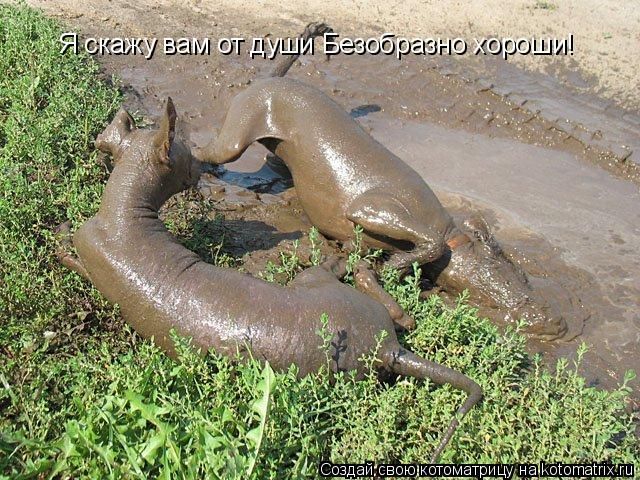 Я скажу вам от души Безобразно хороши!... Котоматрица: Я скажу вам от души Безобразно хороши!