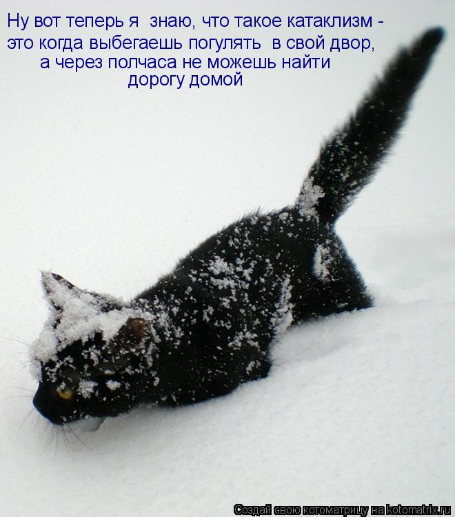 Котоматрица: Ну вот теперь я  знаю, что такое катаклизм -  это когда выбегаешь погулять  в свой двор,  а через полчаса не можешь найти  дорогу домой