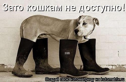 Зато кошкам не доступно!... Котоматрица: Зато кошкам не доступно!