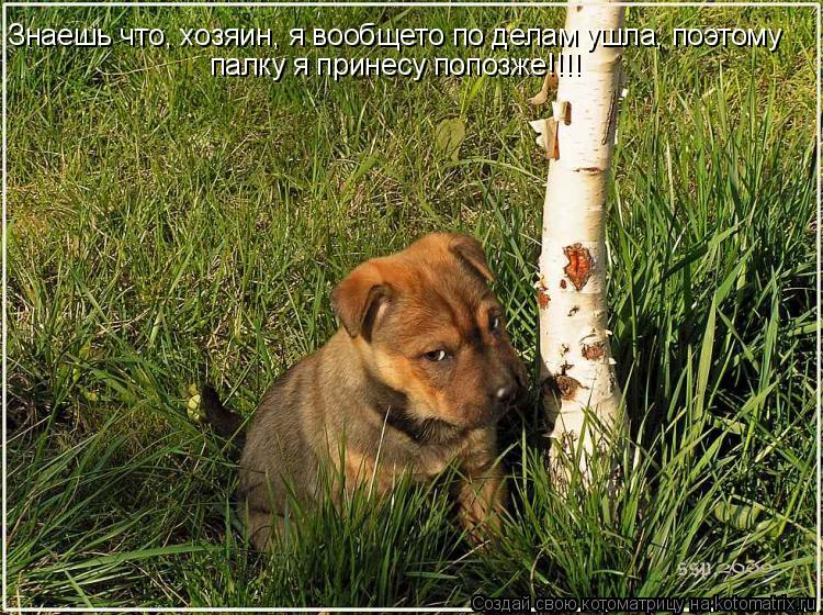 Знаешь что, хозяин, я вообщето по делам ушла, поэтому палку я принесу попозже!!!!... Котоматрица: Знаешь что, хозяин, я вообщето по делам ушла, поэтому палку я принесу попозже!!!!