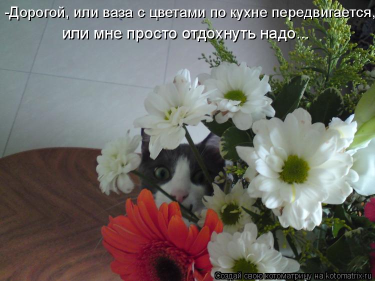 Котоматрица: -Дорогой, или ваза с цветами по кухне передвигается, или мне просто отдохнуть надо...