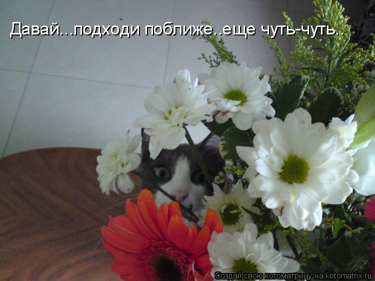 Давай...подходи поближе..еще чуть-чуть..... Котоматрица: Давай...подходи поближе..еще чуть-чуть..