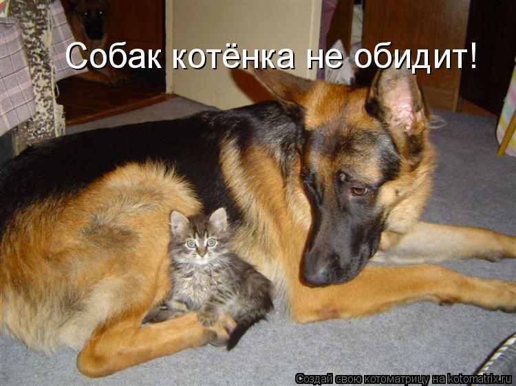 Собак котёнка не обидит!... Котоматрица: Собак котёнка не обидит!