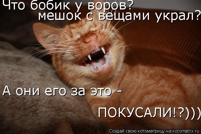 Что бобик у воров? А они его за это - ПОКУСАЛИ!?)))) мешок с вещами украл?... Котоматрица: Что бобик у воров? А они его за это - ПОКУСАЛИ!?)))) мешок с вещами украл?